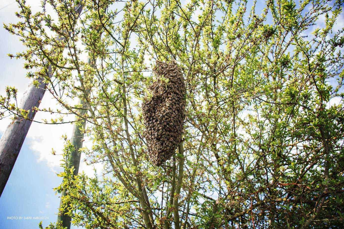 Bienenschwarm, Honigbiene, Honigbienen, Bienenvolk