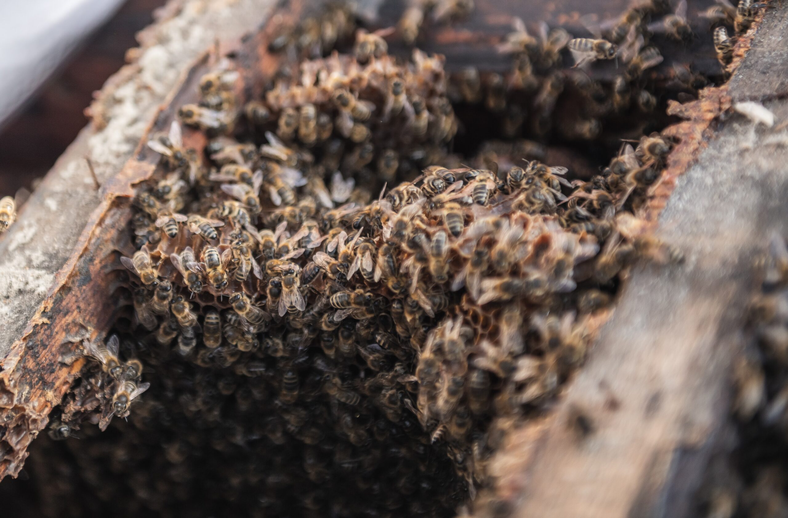 Bienenschwarm, Honigbiene, Honigbienen, Bienenvolk