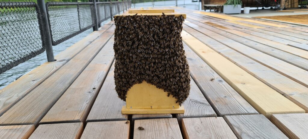 Bienenschwarm