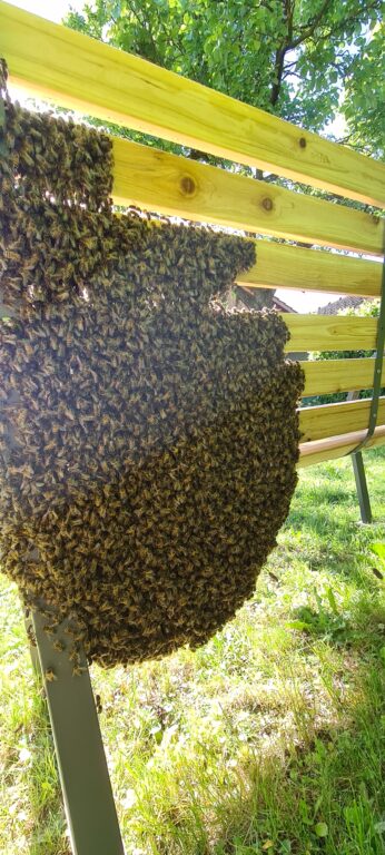 Bienenschwarm