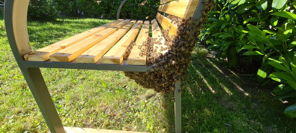 Bienenschwarm