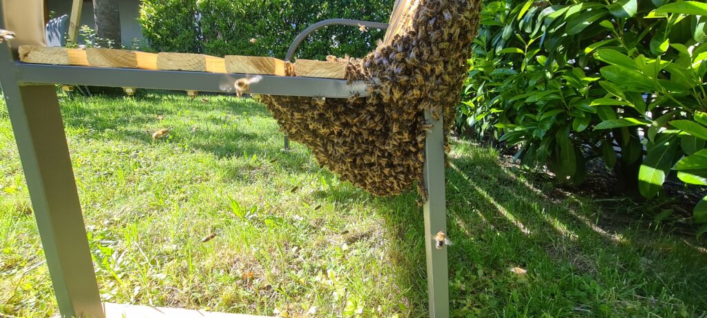 Bienenschwarm