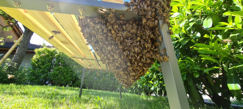 Bienenschwarm