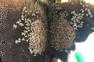 Honigbienen Umsiedlung