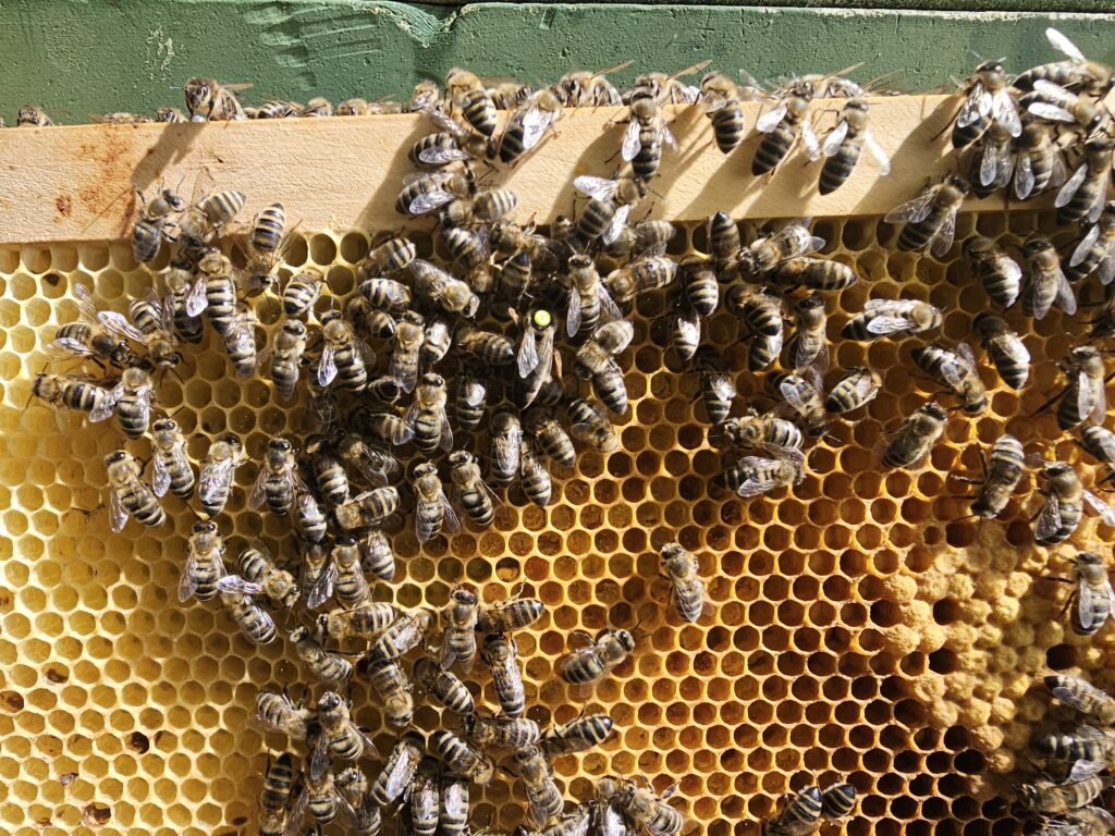 Honigbienen im Kamin