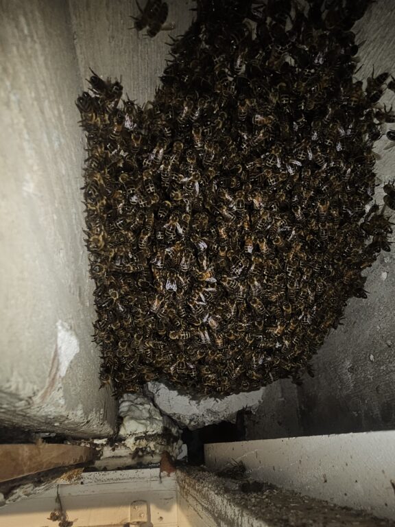 Bienenschwarm