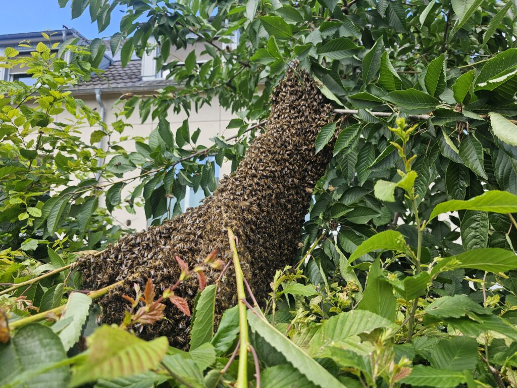 Bienenschwarm