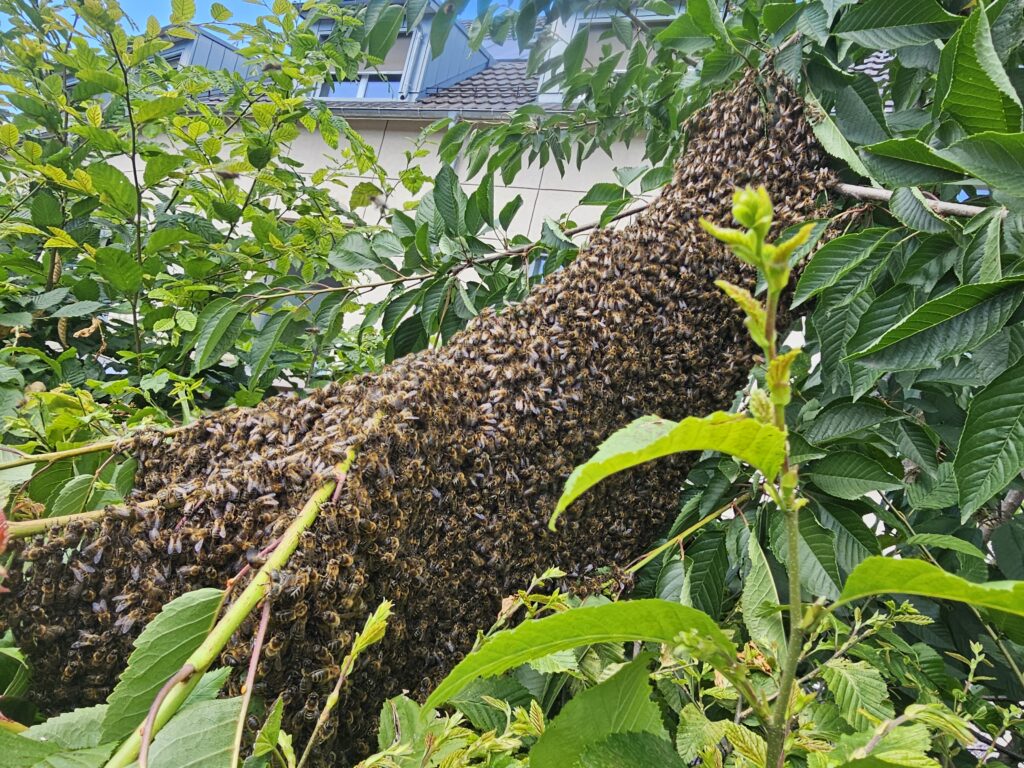 Bienenschwarm