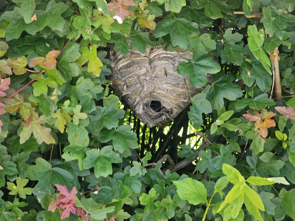 Mittlere Wespen (Dolichovespula media)