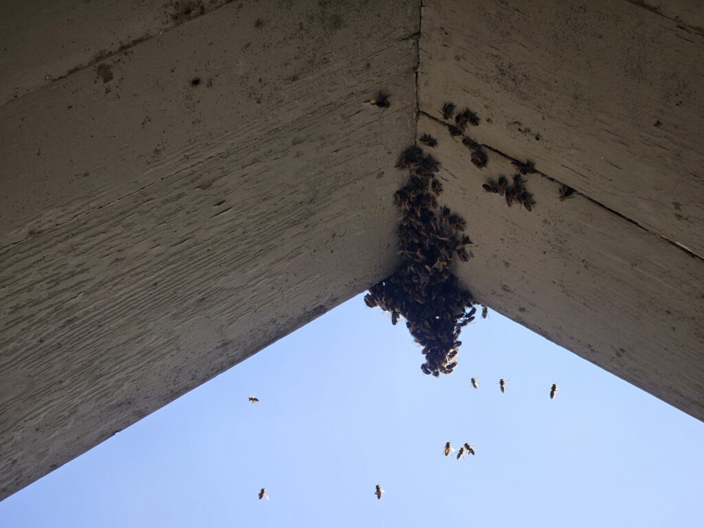 Bienenumsiedlung