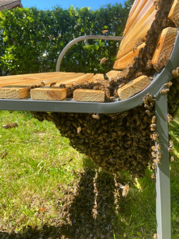 Bienenschwarm