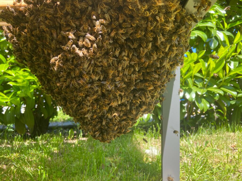 Bienenschwarm