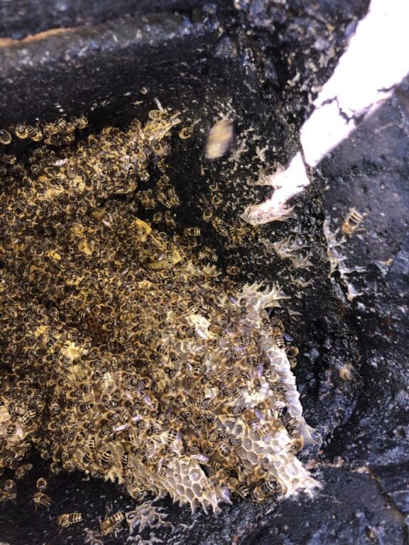 Honigbienen im Kamin